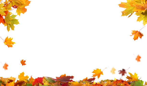 istock Autumn falling maple leaves isolated on white background 1041705260