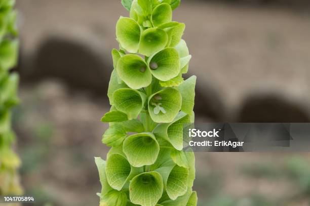 Bells Of Ireland Inflorescence In Summer Stock Photo - Download Image Now - Bells Of Ireland, Flower, Beauty In Nature