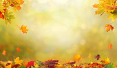 Autumn maple leaves .Falling leaves natural background.