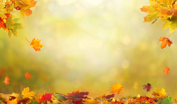 jesienne liście klonu . spadające pozostawia naturalne tło. - season yellow copy space autumn zdjęcia i obrazy z banku zdjęć