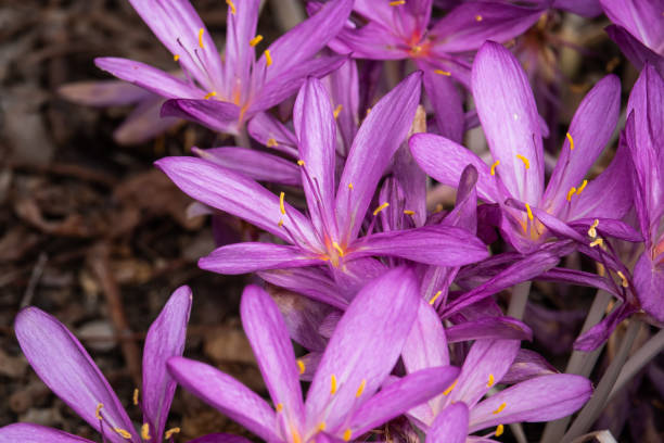 istock Colchicum Flowers in Bloom in Summer 1041708974