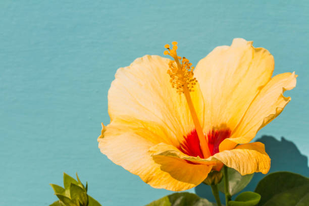 istock Closeup of Yellow Hibiscus 1041709270