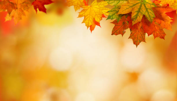 fondo de otoño con hojas de arce - otoño fotografías e imágenes de stock