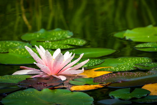 folhas de lírio de água bonito marliacea rosea com pétalas delicadas em uma lagoa com fundo de verde, amarelo e roxo. todos estão cobertos de gotas de água ou orvalho. - lotus reflection flower single flower - fotografias e filmes do acervo