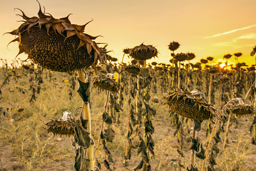 Landscape of sunflowers already fallen by the heat and the passage of time