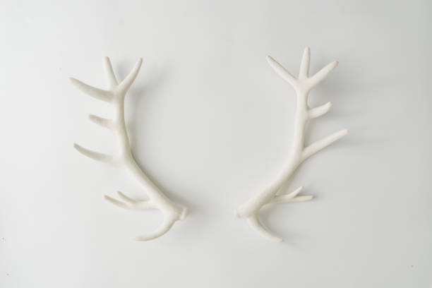 istock White reindeer antlers on bright background. 1041709684