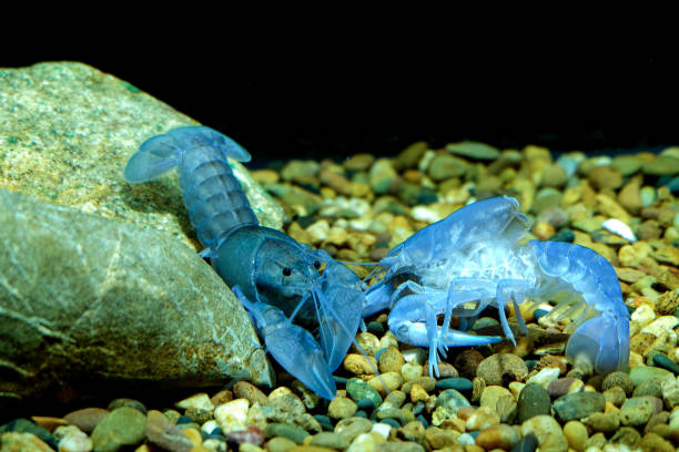 istock crayfish blue in the aquarium 1041709762
