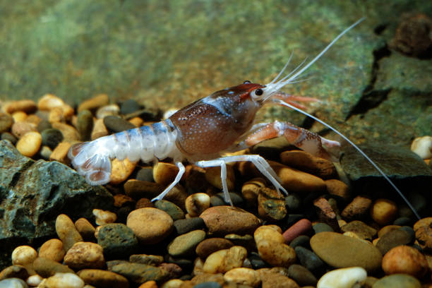 istock crayfish Procambarus clarkii ghost in the aquarium 1041709764