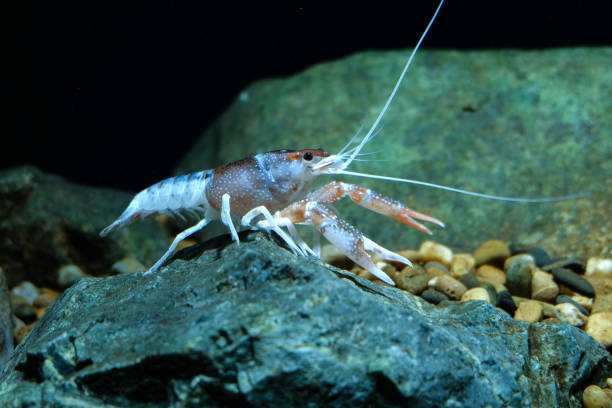 istock crayfish Procambarus clarkii ghost in the aquarium 1041709770