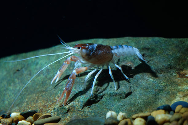 istock crayfish Procambarus clarkii ghost in the aquarium 1041709774