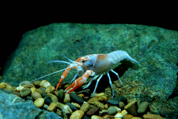 istock crayfish Procambarus clarkii ghost in the aquarium 1041709784