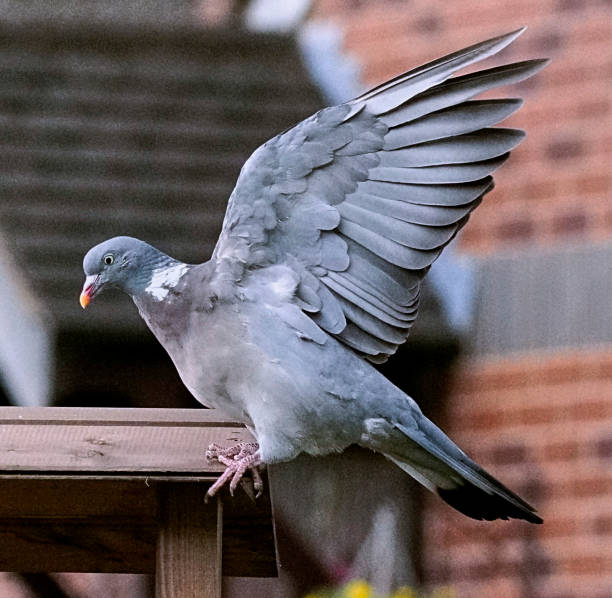 istock PIGEON RING NECK DOVES AT FEEDING TABLE 1041712356