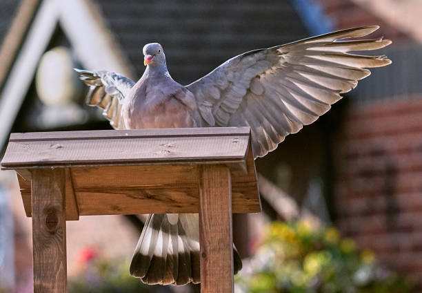 Flock of speed racing pigeon flying against clear blue sky