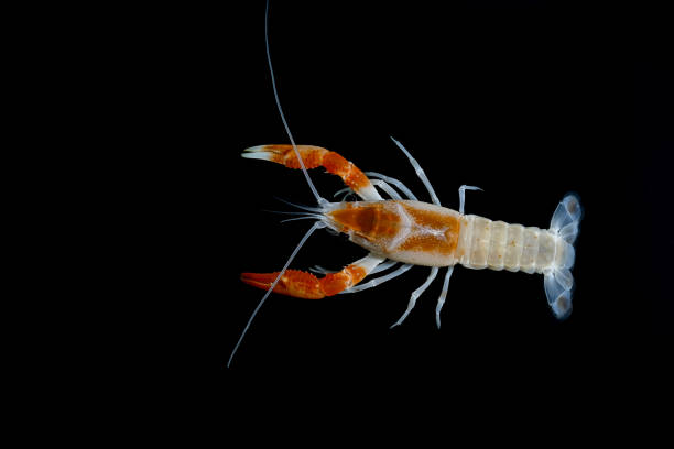 istock crayfish Procambarus clarkii ghost in the aquarium 1041712622