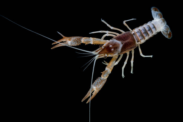 istock crayfish Procambarus clarkii ghost in the aquarium 1041712628