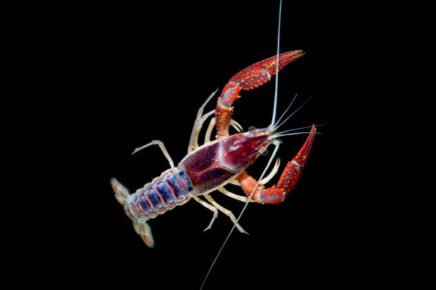 istock crayfish Procambarus clarkii ghost in the aquarium 1041712654