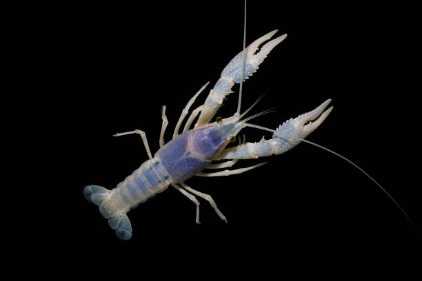 istock crayfish Procambarus clarkii ghost in the aquarium 1041712660