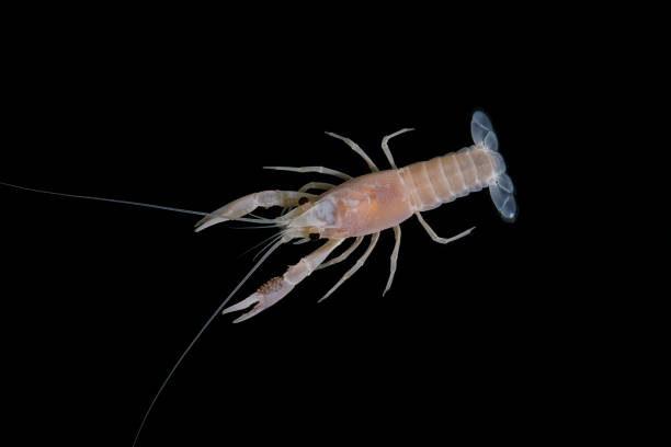 istock crayfish Procambarus clarkii ghost in the aquarium 1041712672
