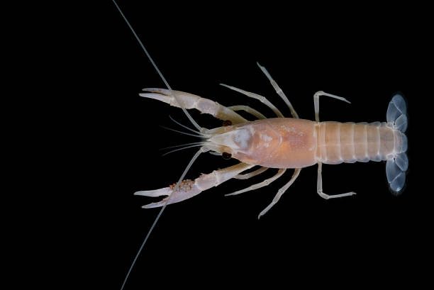 istock crayfish Procambarus clarkii ghost in the aquarium 1041712684
