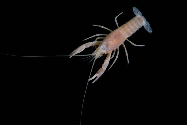istock crayfish Procambarus clarkii ghost in the aquarium 1041712694