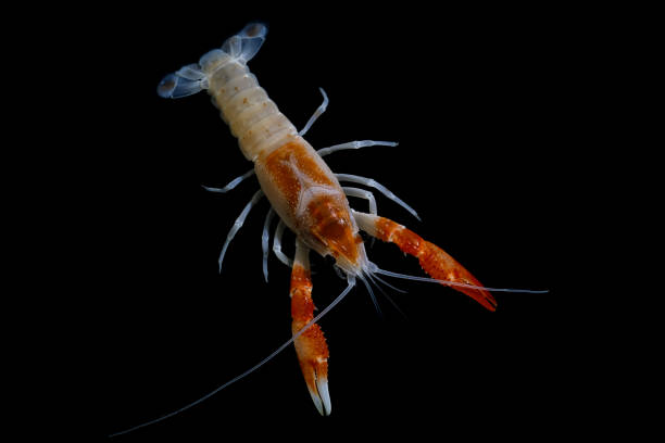 istock crayfish Procambarus clarkii ghost in the aquarium 1041712702