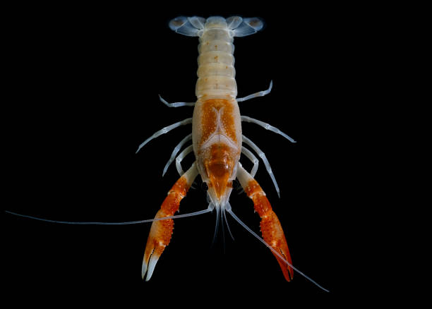 istock crayfish Procambarus clarkii ghost in the aquarium 1041712714