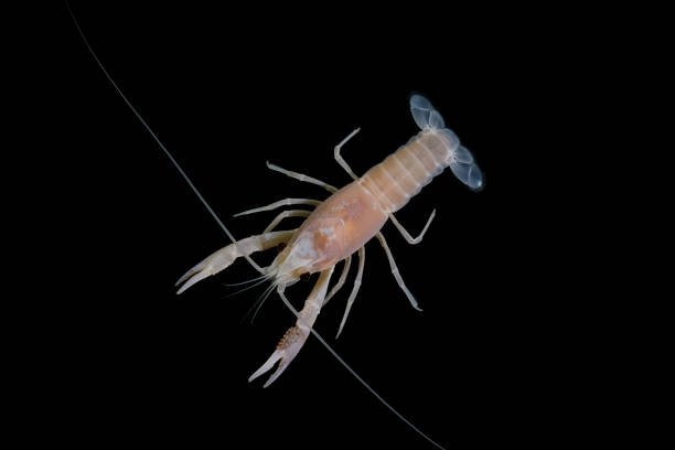 istock crayfish Procambarus clarkii ghost in the aquarium 1041712734