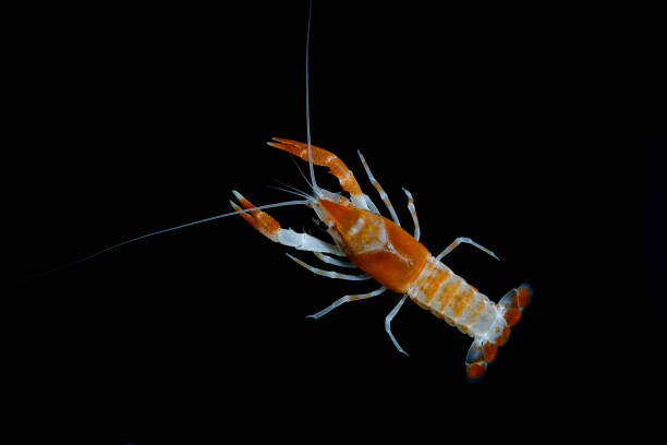 istock crayfish Procambarus clarkii ghost in the aquarium 1041712742