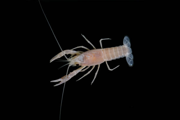 istock crayfish Procambarus clarkii ghost in the aquarium 1041712746