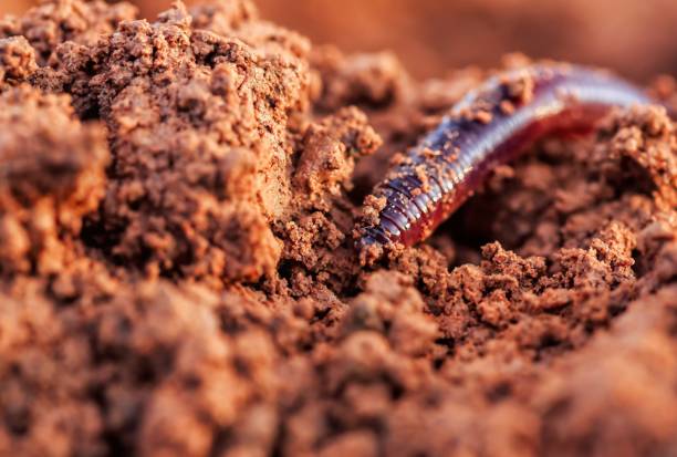 Closeup of an earthworm Closeup macro photo of an earthworm in fertile soil during sunset fishing worm stock pictures, royalty-free photos & images