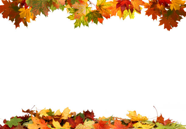 istock Isolated autumn leaves 1041712992