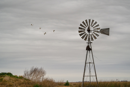 Landscape with windmill, Pampas, cordova, Argentina, cows