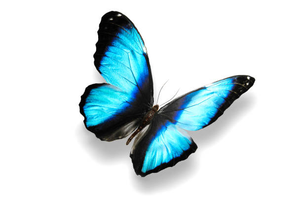 istock beautiful blue butterfly isolated on white background 1041718888