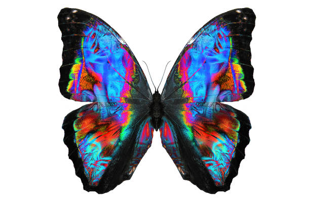 istock beautiful multicolored butterfly isolated on white background 1041721382