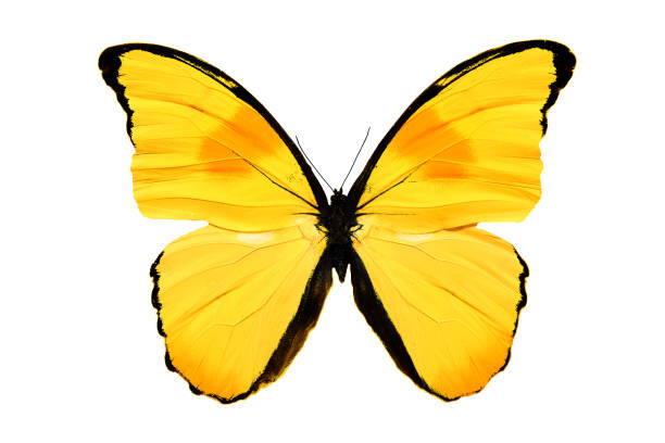 istock beautiful yellow butterfly isolated on white background 1041721698