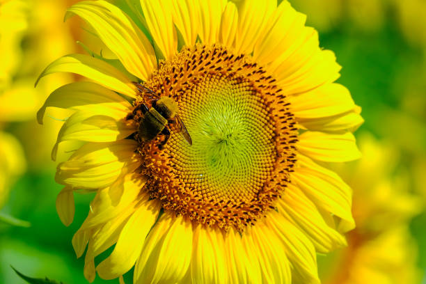 istock beautiful bee and sunflower 1041721790