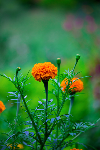 Marigold flower blooming away in the garden on a beautiful day.