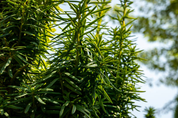 Vertical dark green branches of yew Taxus baccata Fastigiata Aurea in the open air. Vertical dark green branches of yew Taxus baccata Fastigiata Aurea in the open air. Nature concept for design taxus baccata fastigiata stock pictures, royalty-free photos & images