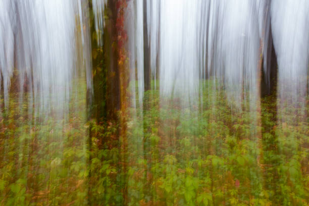 istock abstract motion blur of trees 1041725674