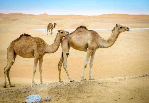 istock Wild camels in the desert 1041725798