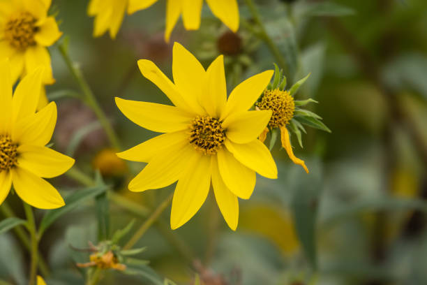 istock Giant Sunflower in Bloom 1041726240