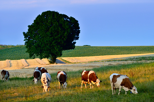 Cows herd at autumn farm in sunset sunlight.