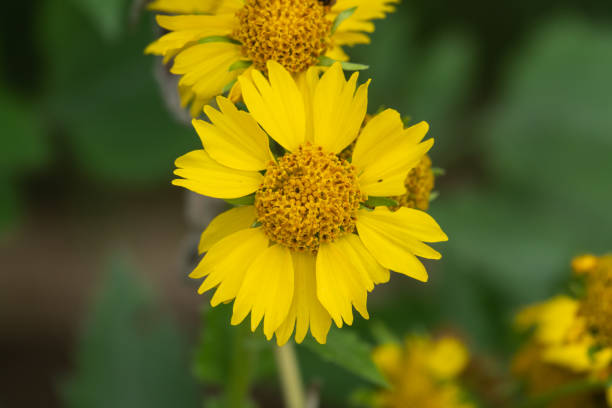 istock Golden Crownbeard Flower in Bloom 1041726524