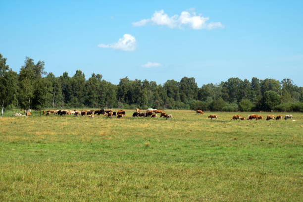istock Lots of cows grazing in meadow. 1041727160