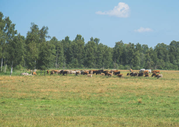 istock Lots of cows grazing in meadow. 1041727176