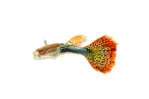 istock guppy fish in the aquarium 1041734608