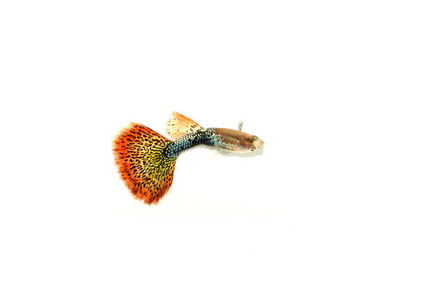 guppy fish in the aquarium