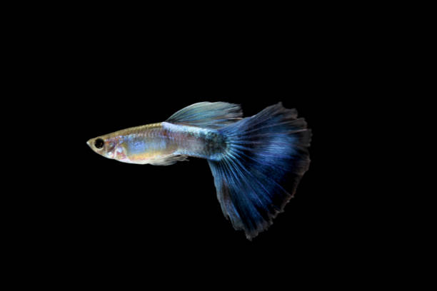 istock guppy fish in the aquarium 1041734660