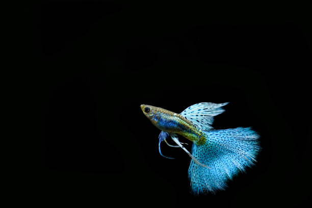 poisson guppy dans l’aquarium - guppy poisson photos et images de collection