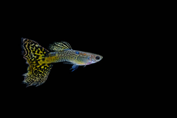istock guppy fish in the aquarium 1041734730